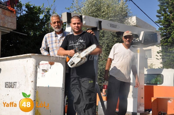 trees lud 1112 (6).JPG